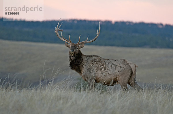 Elch  Alces alces  Wapitihirsch  Cervus canadensis  Bulle  Stier  Stiere  Bullen  stehend  Sonnenuntergang  vorwärts  Wind Cave Nationalpark  Prärie  South Dakota