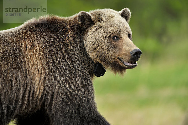 Grizzlybär  ursus horibilis  Grizzly  hoch  oben  nahe  sehen  Gefahr  Zeichen  Bundesstraße  Ansicht  Kreuzform  Kreuz  Kreuze  Seitenansicht  Erwachsener  Signal