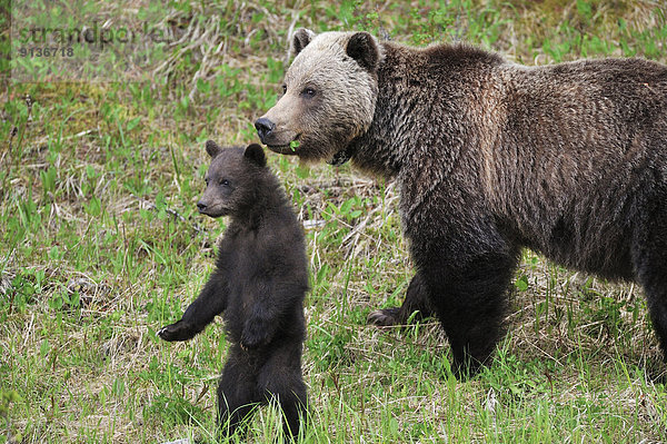 Bär  sehen  Frische  Gefahr  Zeichen  Gras  Grizzlybär  ursus horibilis  Grizzly  Mutter - Mensch  junges Raubtier  junge Raubtiere  Futter suchen  Nahrungssuche  Signal