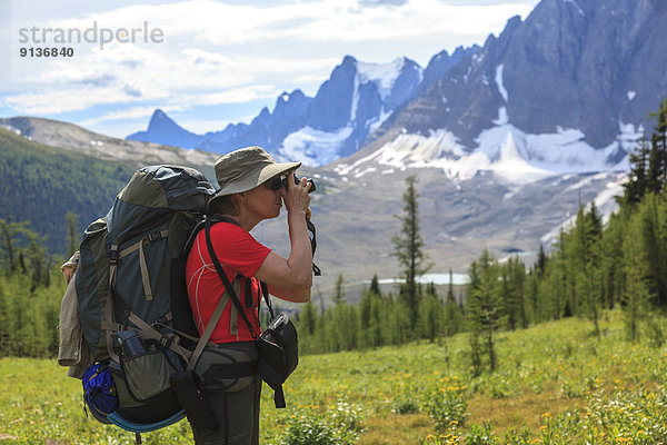 Vielfraß  Gulo gulo  nahe  Felsbrocken  Fotografie  nehmen  Wand  Rucksackurlaub  Hintergrund  Kootenay Nationalpark  British Columbia  Kanada