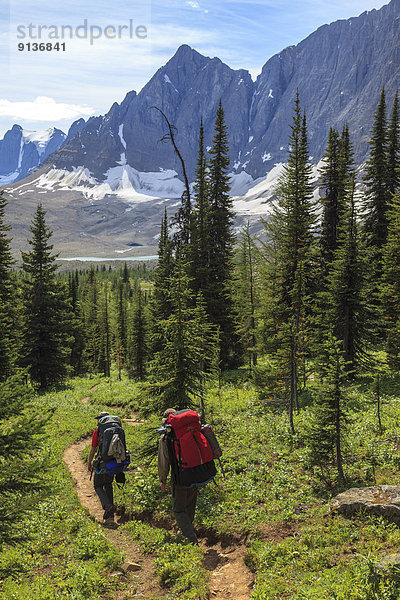 Vielfraß  Gulo gulo  nähern  2  Backpacker  Kootenay Nationalpark  British Columbia  Kanada