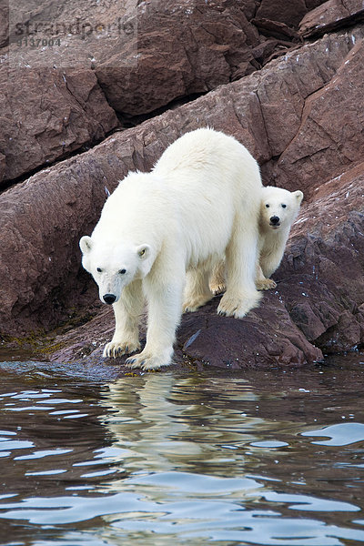 Eisbär  Ursus maritimus  Svalbard  Mutter - Mensch  junges Raubtier  junge Raubtiere