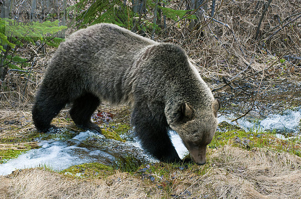 Grizzlybär  ursus horibilis  Grizzly  Berg  Jasper Nationalpark  Bär  Erwachsener  Kanada