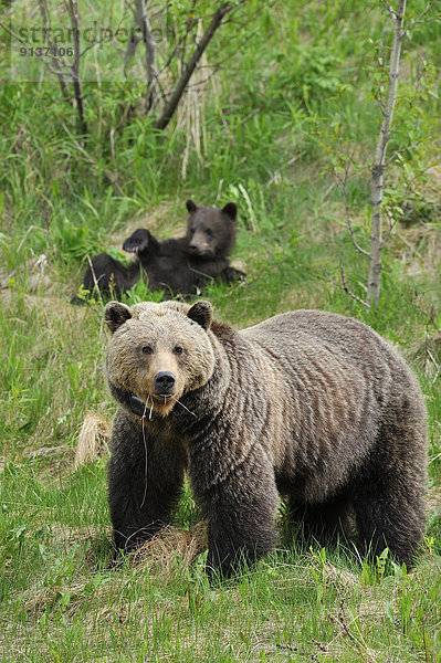 Grizzlybär  ursus horibilis  Grizzly  ungestüm  Mutter - Mensch  junges Raubtier  junge Raubtiere