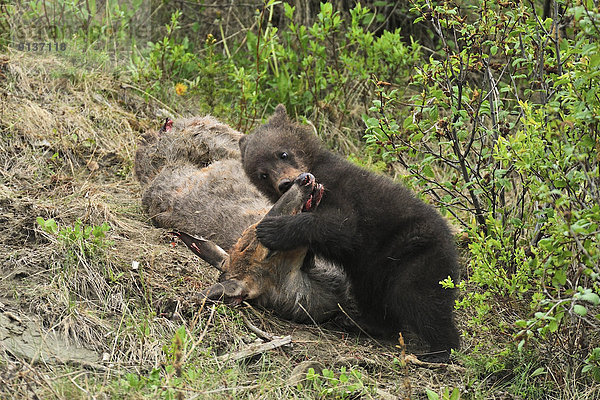 Grizzlybär  ursus horibilis  Grizzly  ungestüm  Baby  Kadaver  Hirsch  füttern