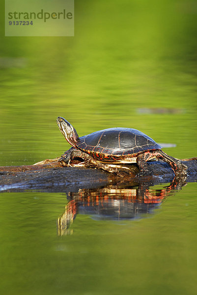 sonnenbaden sonnen streichen streicht streichend anstreichen anstreichend Landschildkröte Schildkröte Muskoka Ontario