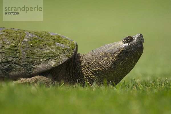 nahe Close-up Landschildkröte Schildkröte Ontario