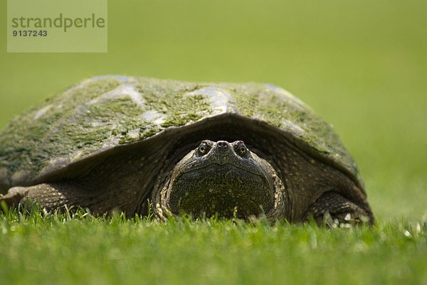 nahe Close-up Landschildkröte Schildkröte Ontario