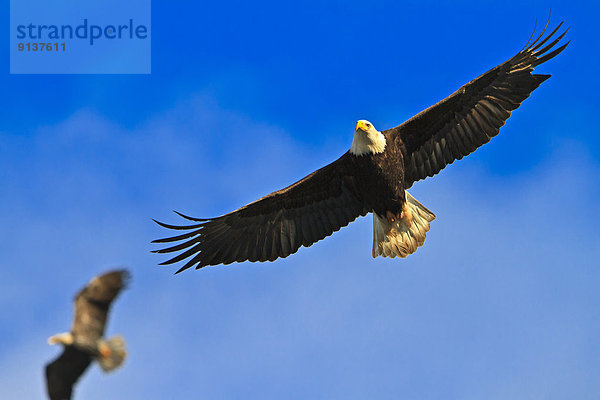 Weißkopfseeadler Haliaeetus leucocephalus fliegen fliegt fliegend Flug Flüge offen Himmel blau Mit den Flügeln schlagen flattern Flügelschlag British Columbia Kanada breit