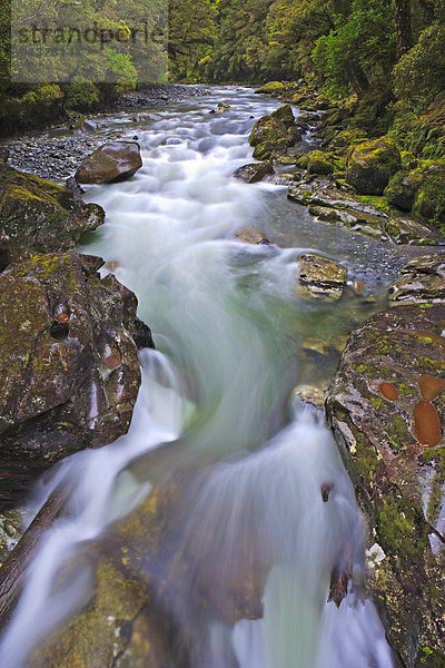 Wasser  Tag  Regen  Fluss  neuseeländische Südinsel  Fiordland National Park  Neuseeland  Regenwald