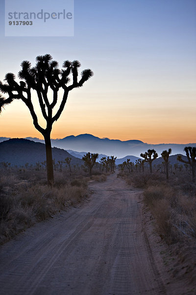 Vereinigte Staaten von Amerika  USA  Joshua Tree  Yucca brevifolia  Mojave-Wüste  Joshua Tree Nationalpark  Kalifornien