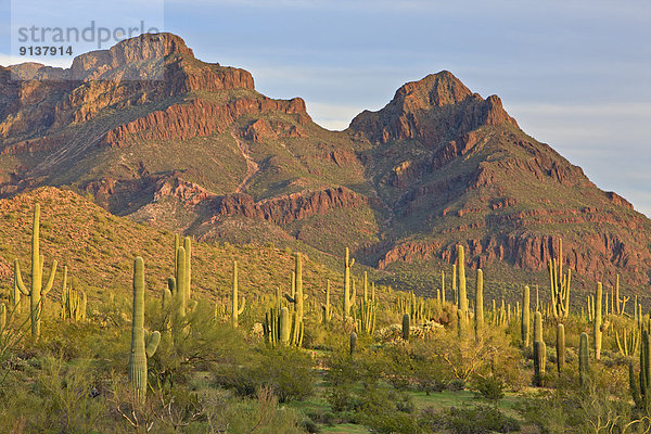 Vereinigte Staaten von Amerika  USA  Arizona  Organ Pipe Cactus National Monument