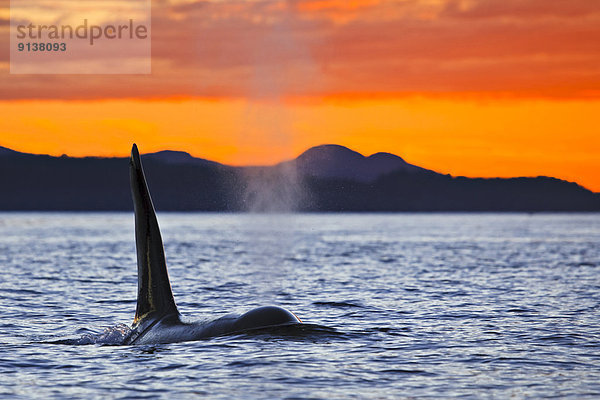 Schwertwal Orcinus orca Sonnenuntergang Insel Wal British Columbia Kanada