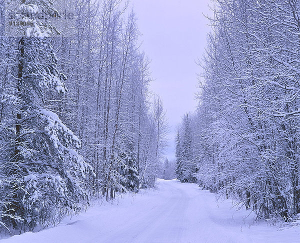 Landschaftlich schön  landschaftlich reizvoll  Winter  bedecken  Baum  Fernverkehrsstraße  Menschenreihe  Seitenansicht  Alberta  Kanada  Schnee