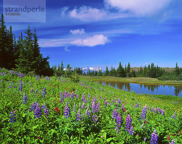 hoch  oben  nahe  Pinsel  Berg  Fotografie  Landschaft  Wachstum  Indianer  Wildblume  seicht  vorwärts  Geographie  British Columbia  Kanada  Teich