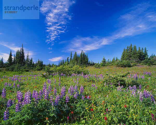 hoch  oben  nahe  Pinsel  Berg  Fotografie  Landschaft  Wachstum  Indianer  Wildblume  Geographie  britisch  Kanada