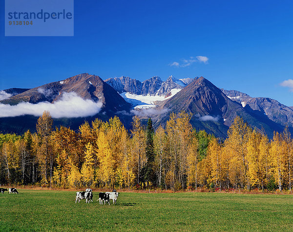 Hausrind  Hausrinder  Kuh  nahe  Helligkeit  Berg  Tag  Milchprodukt  grün  unterhalb  Herde  Herdentier  Feld  Herbst  Hudson River  Bucht  British Columbia  Kanada  Futter suchen  Nahrungssuche