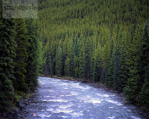 Anschnitt  fließen  Fluss  Wald  Jasper Nationalpark  Maligne Lake  Alberta  Kanada