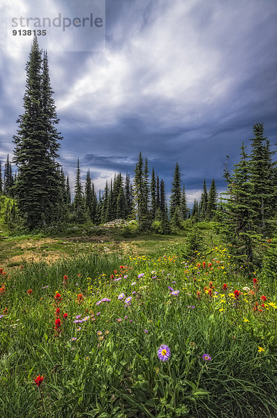 Himmel  dramatisch  hoch  oben  Wildblume  Berg  British Columbia  Kanada