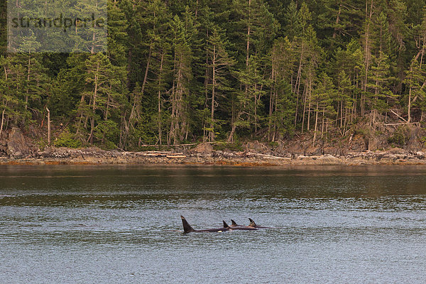 Schwertwal  Orcinus orca  Insel  füttern  Wal  britisch  Kanada
