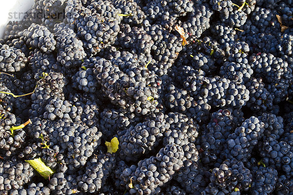 Harvested ripe Pinot Noir grapes  Meyer Family Vineyards  Okanagan Falls  BC.