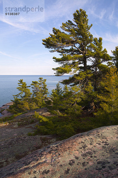 weiß  Ignoranz  Insel  Kiefer  Pinus sylvestris  Kiefern  Föhren  Pinie  Bucht  Kanada  Ontario