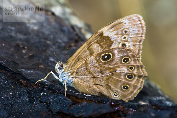 Northern Pearly Eye Butterfly  (Lethe anthedon borealis)  ventral view