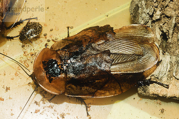 Discoid Cockroach  (Blaberus discoidales)