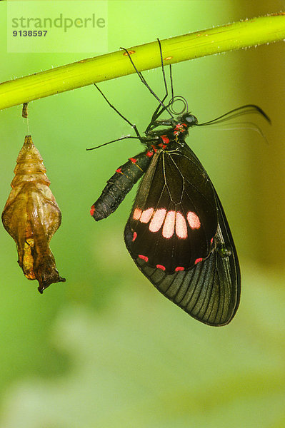 True Cattleheart Butterfly  (Parides eurimedes mylotes)  emerging from pupa  ventral view  S Mexico to Costa Rica