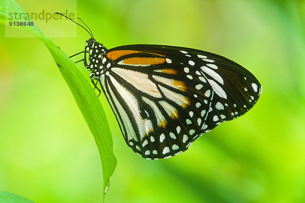 White Tiger  Common Tiger  or Eastern Common Tiger butterfly  (Danaus melanippus)  ventral view