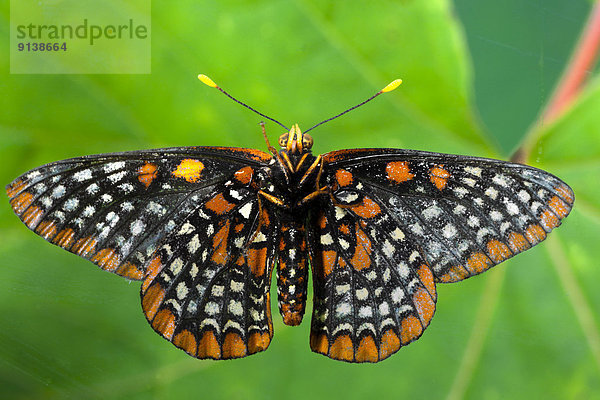 Baltimore Checkerspot Butterfly  (Euphydryas phaeton)  Ventral view