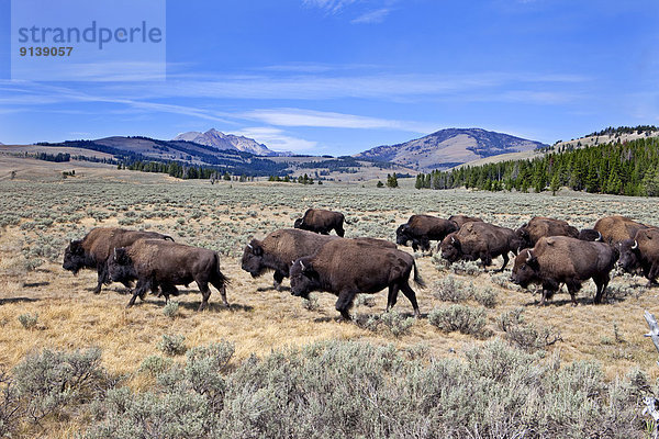 Vereinigte Staaten von Amerika  USA  See  Yellowstone Nationalpark  Bison  Schwan  Wyoming