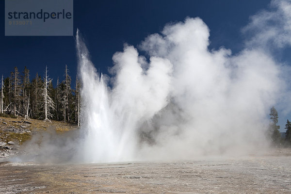 Vereinigte Staaten von Amerika  USA  Geysir  Yellowstone Nationalpark  Wyoming