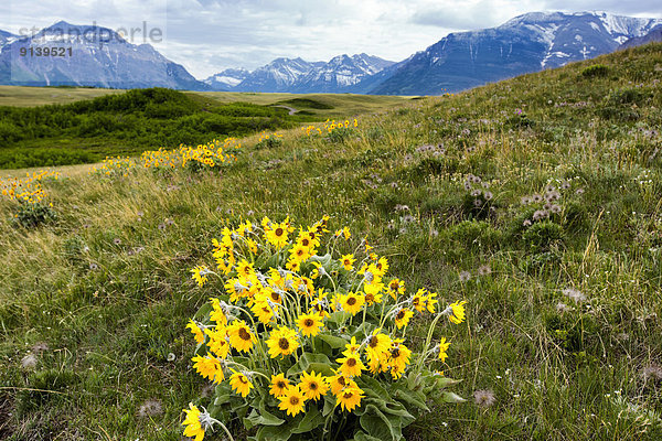 Waterton Lakes Nationalpark  Alberta  Kanada