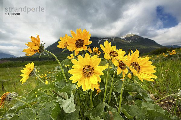 Waterton Lakes Nationalpark  Alberta  Kanada