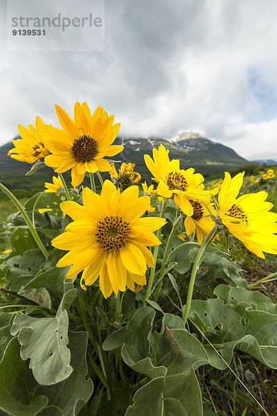 Waterton Lakes Nationalpark  Alberta  Kanada