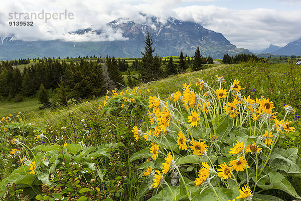 Waterton Lakes Nationalpark  Alberta  Kanada