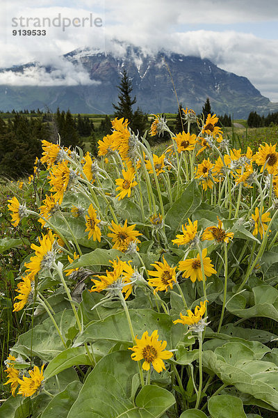 Waterton Lakes Nationalpark  Alberta  Kanada