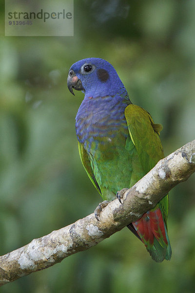 Ast  hocken - Tier  Papagei  Peru
