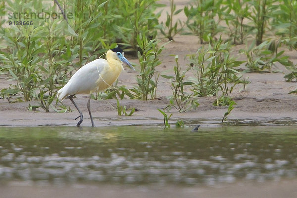 Küste  vorwärts  bedecken  füttern  Reiher  Peru