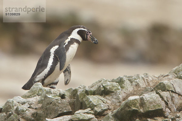 Felsbrocken  hocken - Tier  Humboldt  Pinguin  Peru