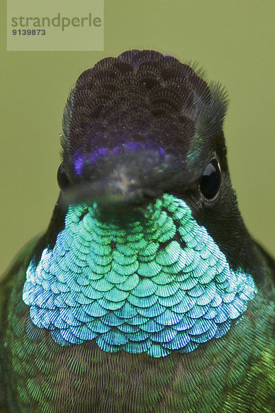 Ehrfurcht  Ast  hocken - Tier  Kolibri