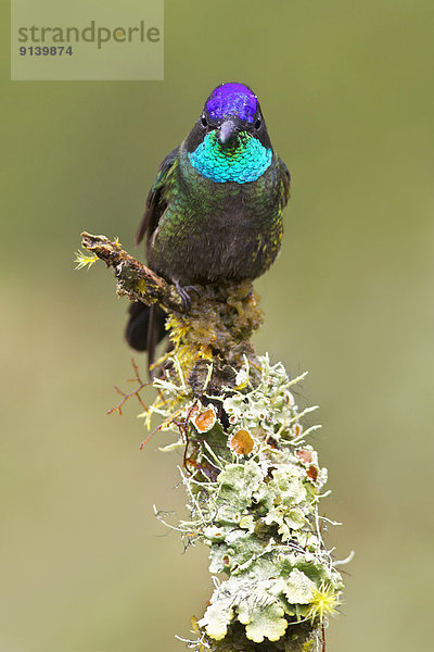Ehrfurcht  Ast  hocken - Tier  Kolibri