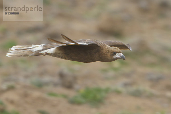 fliegen  fliegt  fliegend  Flug  Flüge  Berg  Peru