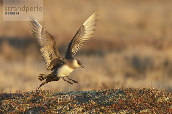 nahe  fliegen  fliegt  fliegend  Flug  Flüge  über  Schmarotzerraubmöwe  Stercorarius parasiticus  Kanada  Manitoba  Tundra