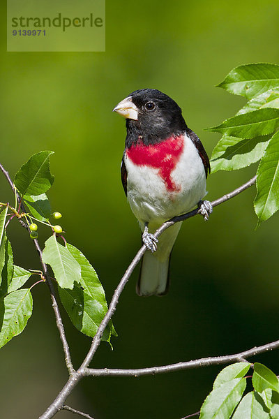 Ast  hocken - Tier  Kardinal Singvogel  Kanada  Rose