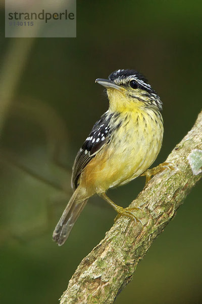 Ast  hocken - Tier  Vogelgesang  Peru