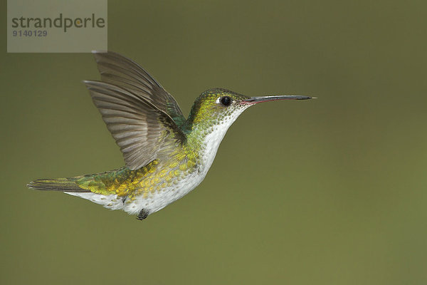 fliegen  fliegt  fliegend  Flug  Flüge  Blume  füttern  Kolibri  Peru