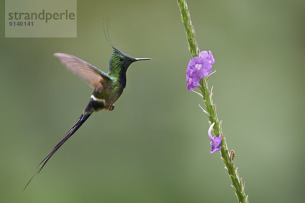 fliegen  fliegt  fliegend  Flug  Flüge  Blume  füttern  Peru
