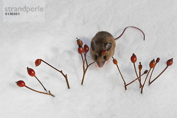 Winter Tag Nordamerika Maus Nagetier Sonnenlicht Entdeckung Ethnisches Erscheinungsbild Hirsch Rose